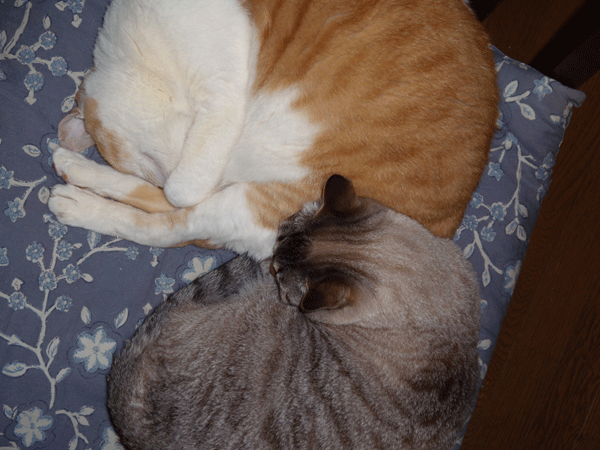 b0159611_029303.gif
