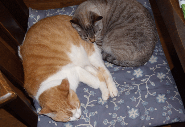 b0159611_0295044.gif