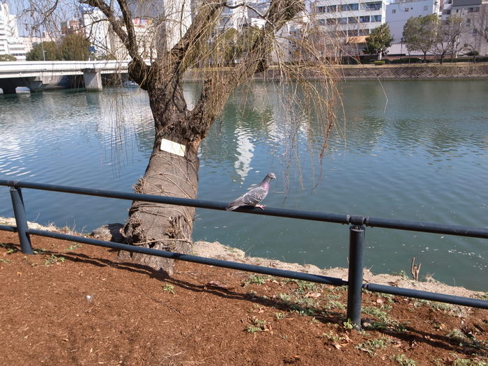 川のある風景_c0116915_2158188.jpg
