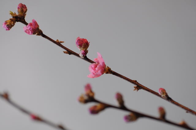 ひな人形・桃の花・ホトケノザとお喋りメジロ_a0037019_021794.jpg