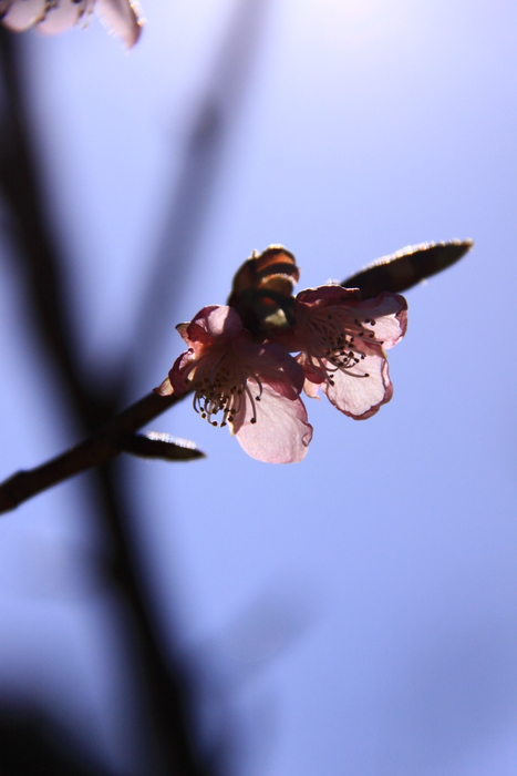 あっ　河津桜発見　(^^) _b0165522_1440119.jpg