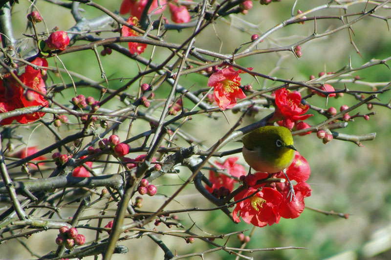 野鳥二題_d0018223_730821.jpg