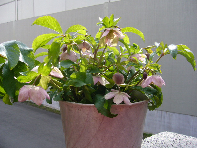 d0000324_1183060.jpg