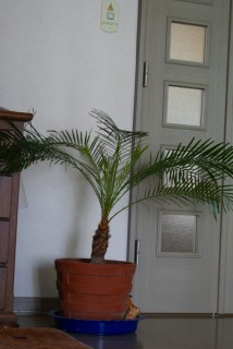 f0170524_1143594.jpg