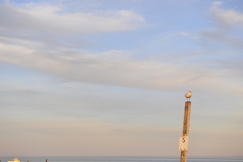 カンガルー島　　キングスコート_f0050534_8534281.jpg