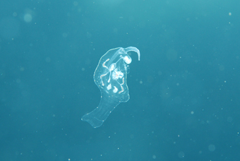 浮遊生物!!_b0186442_19382353.jpg