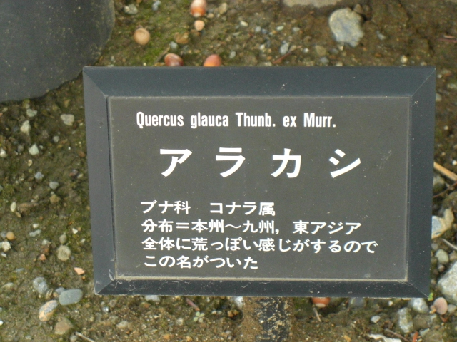 e0113842_229875.jpg