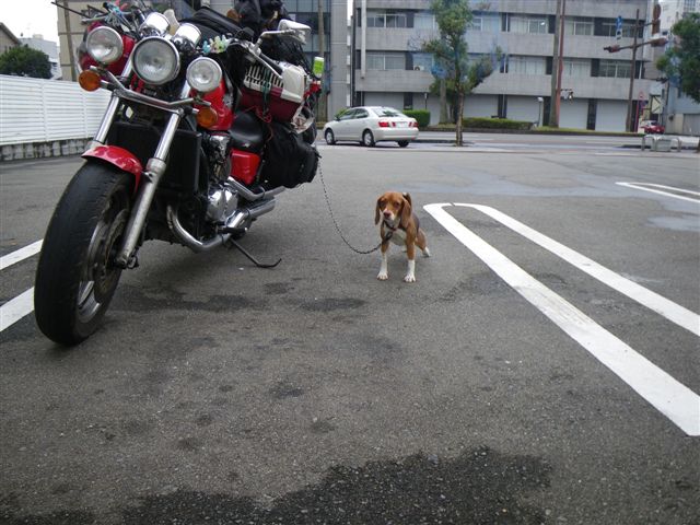 ワンデムタンデム０９秋：１０／２４土／Ｄａｙ７／臼杵～宮崎～鹿児島_f0046250_252556.jpg