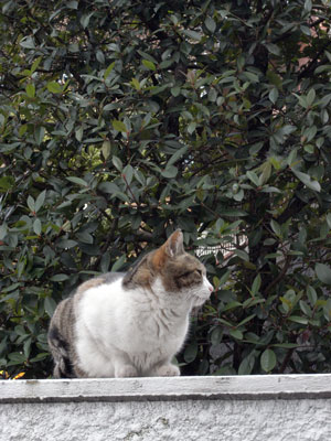 13名の「猫・ねこ 写真展」 あと2日です Art Gallery 山手_f0117059_219491.jpg