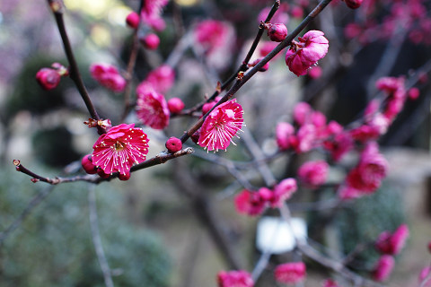 ムーミン ＋ 梅の花_e0045768_2250657.jpg