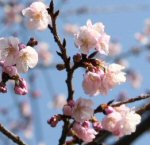 「初桜(ういざくら)」の物語~思いがけない出来事の感動~俄の婚約指輪のエピソード_f0118568_22364579.jpg