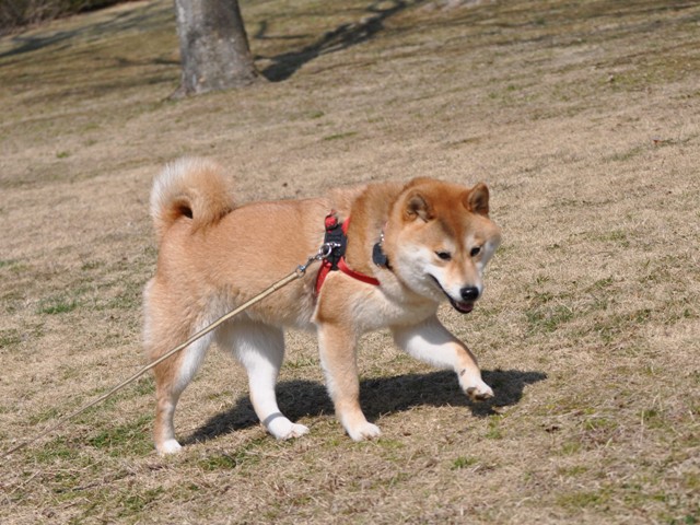 初めてのバードウォッチング_a0126590_22121482.jpg
