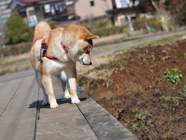 初めてのバードウォッチング_a0126590_2216493.jpg