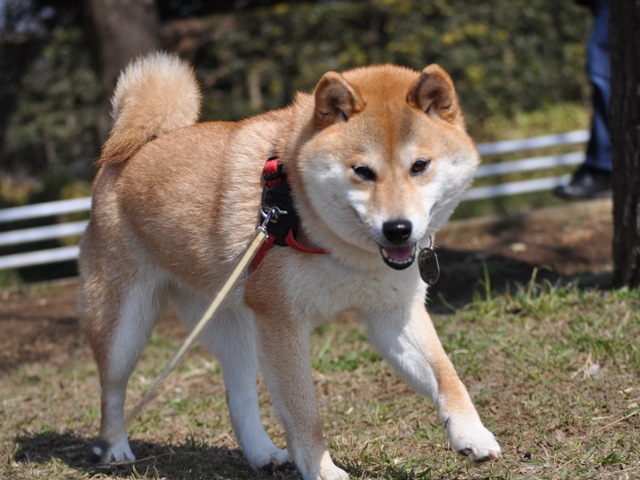 初めてのバードウォッチング_a0126590_22185994.jpg