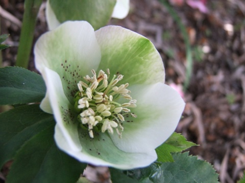 庭の花たちの出番がやってきました。_e0177792_1812153.jpg