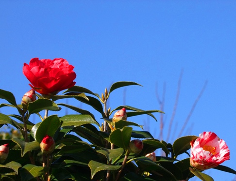 庭の花たちの出番がやってきました。_e0177792_1875761.jpg