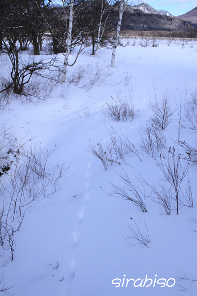 雪原を歩けば_e0142993_23402611.jpg