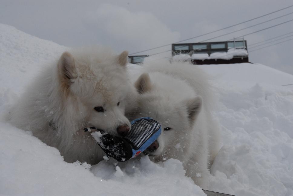 雪国ツアー♪　part4_a0049296_20364142.jpg