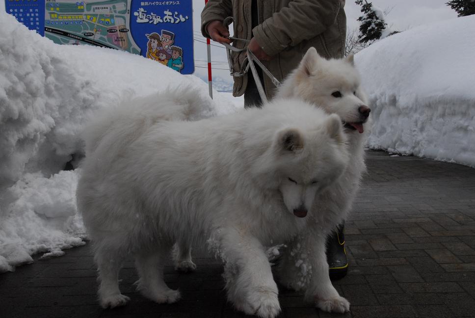 雪国ツアー♪　part4_a0049296_20375543.jpg