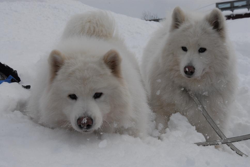 雪国ツアー♪　part4_a0049296_21594528.jpg