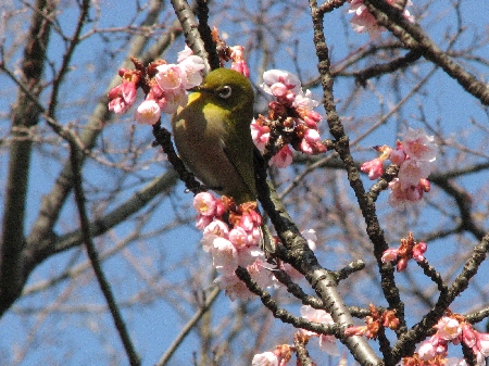 寒桜(ノーマル・バージョン）_f0033598_17385726.jpg