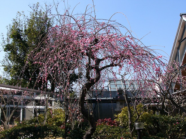 a0123003_17185774.jpg