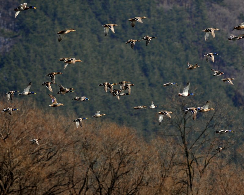 舞い降りる白鳥たち_e0103903_1951150.jpg