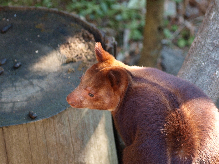 欠かせない動物、Tree Kangaroo !!!!!_a0164204_063596.jpg