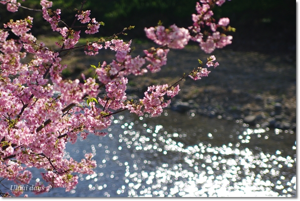 春を感じる　河津桜♪_f0179404_21423721.jpg