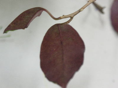 c0178009_20375441.jpg