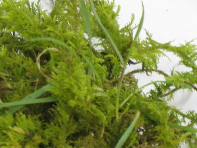 c0178009_20382399.jpg