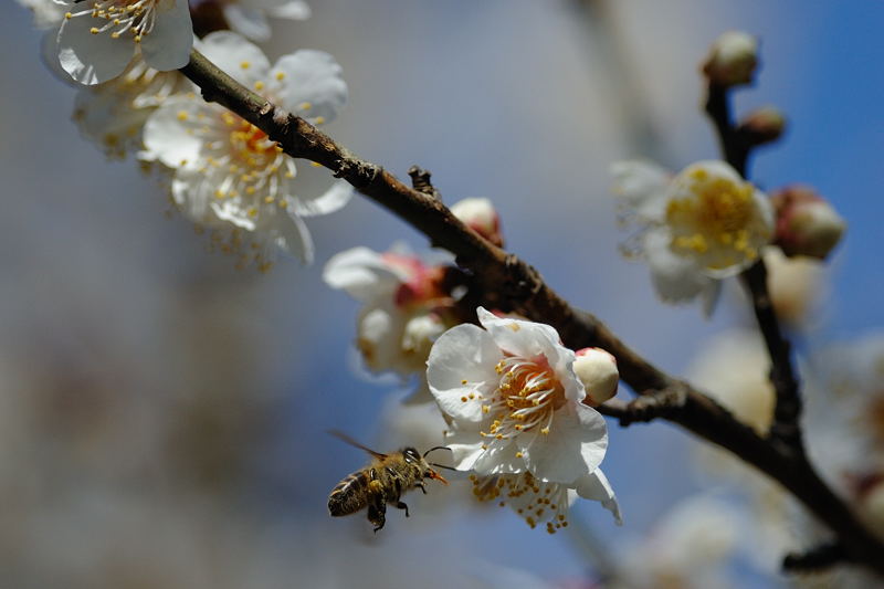 春の日差しと梅の香り♪_f0032011_20264255.jpg