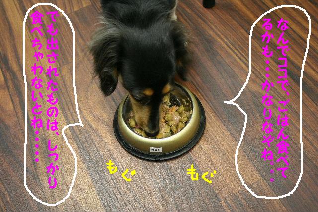 なぜここにいる・・・＆寂しいのはお互い様！！_b0130018_1723252.jpg