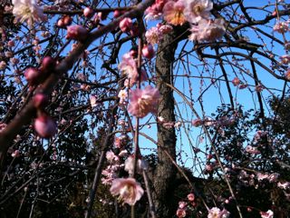 花粉到来。_f0113224_12395249.jpg