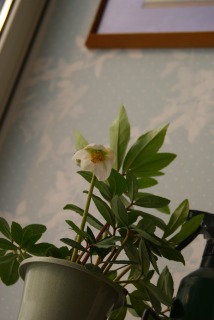 f0170524_10561512.jpg
