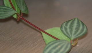 f0170524_10593444.jpg