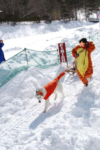 犬ぞりレポート その3(最終回)_c0099133_18352510.jpg