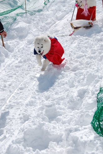 犬ぞりレポート その3(最終回)_c0099133_18353248.jpg