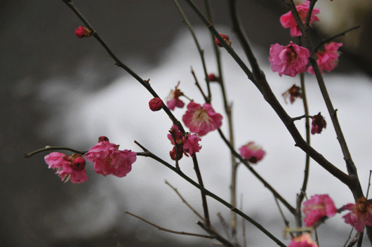 c0093046_2033613.gif