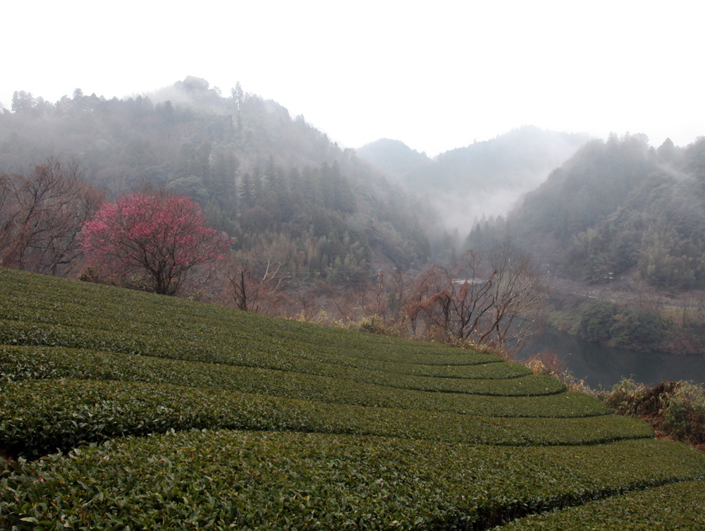 奈良市　月ヶ瀬梅林　紅梅と霧_c0108146_2115962.jpg