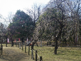 府中・郷土の森♪　梅祭りで野点体験編_e0069647_10491063.jpg