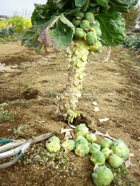 キタアカリの種芋植え付け続き・・_c0222448_1543569.jpg