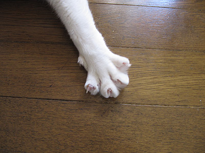 グーとパー！_a0028451_23441791.jpg