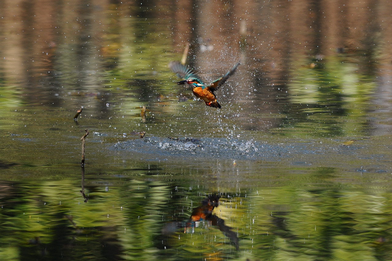 カワセミフィーバー　ダイビング編_f0055257_201328.jpg