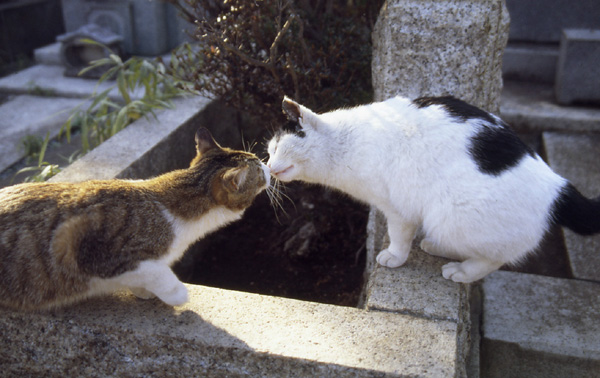 今日は猫の日、猫写真アップ！_e0171573_18383548.jpg