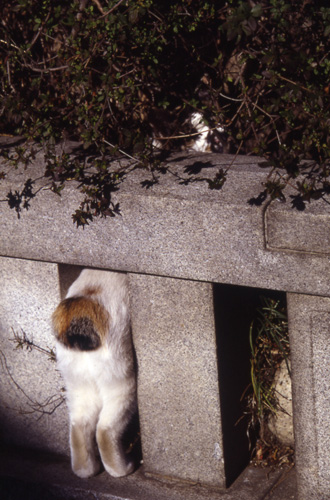 今日は猫の日、猫写真アップ！_e0171573_18385959.jpg