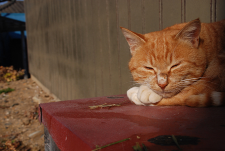 今日は猫の日、猫写真アップ！_e0171573_18393266.jpg