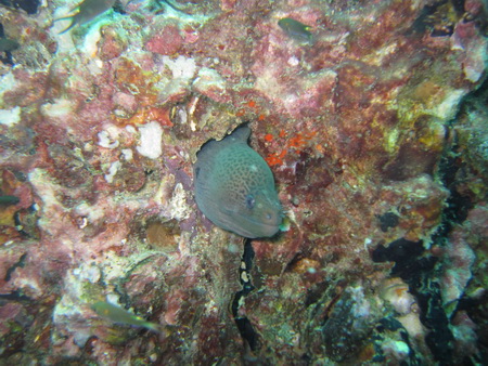 2010/02/15(月) - 3 Dive　No.592 - ドクマイ島　[マリンパーク]_a0002177_21483024.jpg