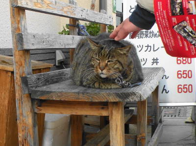 青空猫カフェ_c0193077_23134210.jpg