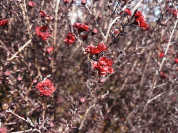 b0141878_1013243.jpg
